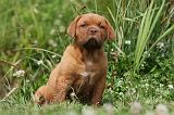 DOGUE DE BORDEAUX 252